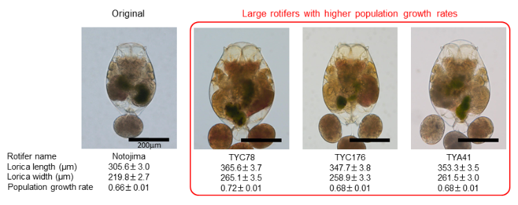 Image of rotifers obtained in this study