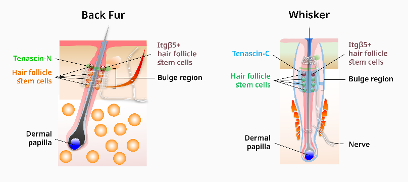 Diagrams of fur and whisker