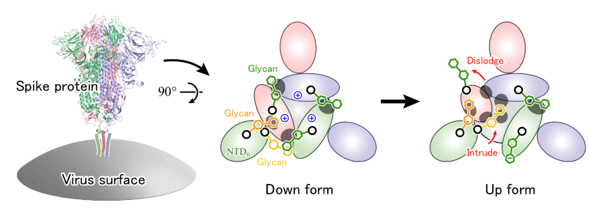 Schematic showing the stractural change of spike protein in COVID-19