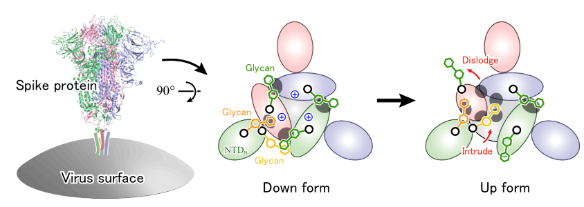 Schematic showing the stractural change of spike protein in COVID-19 Schematic showing the stractural change of spike protein in COVID-19