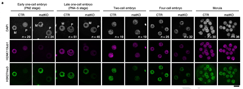 Images of immunostaining analyses