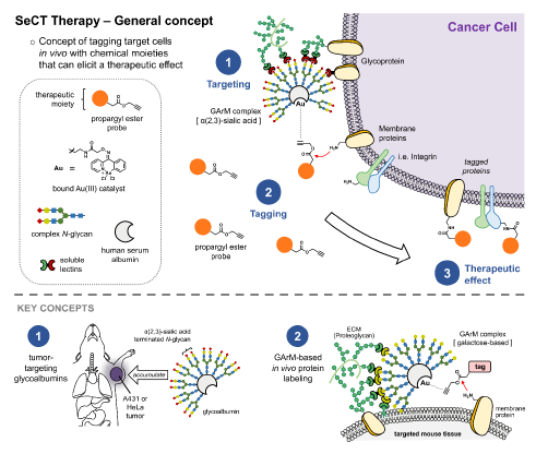 Schematic showing the procedure of selective cell tagging therapy