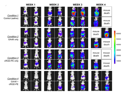 Images of mice progressing tumors