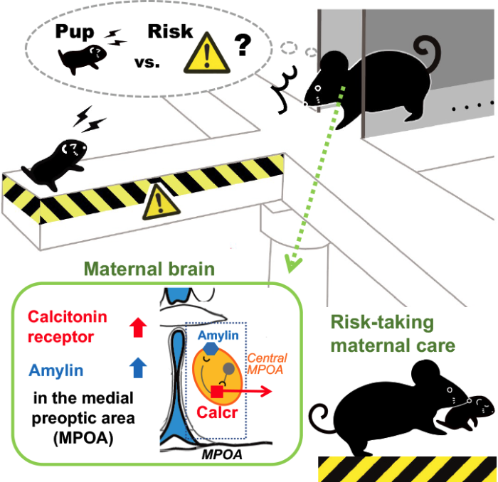 Diagram showing results of this study