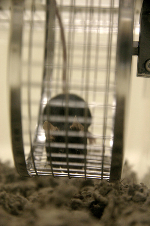 Image of a mouse on wheel