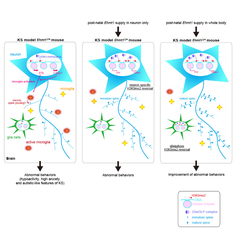 Schemmatic of Kleefstra syndrome model mouse