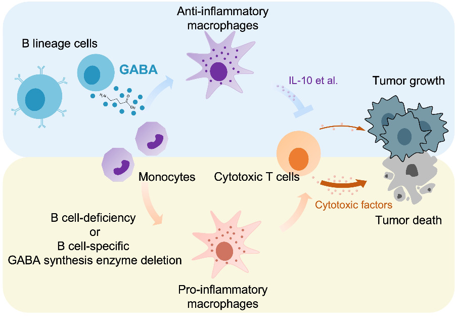 Schematic of findings in this study