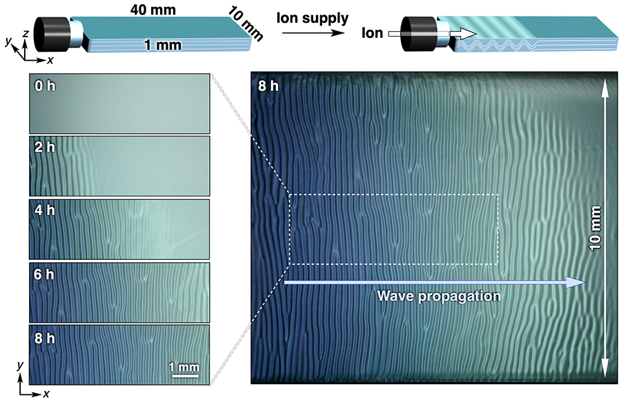 Photos showing the propagation of the wave following the influx of ions