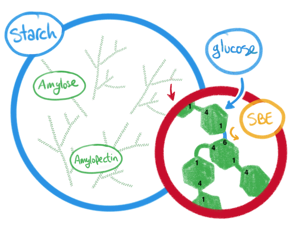 Cartoon showing the composition of starch