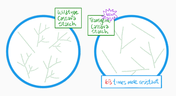 Cartoon showing the composition of transgenic tapioca starch