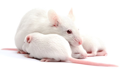 image of mice