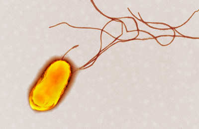 image of a bacteria