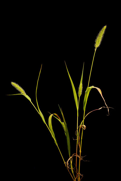 Image of green millet