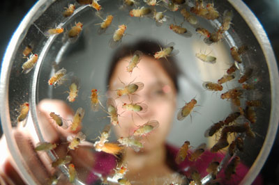 Image of fruit flies and a researcher