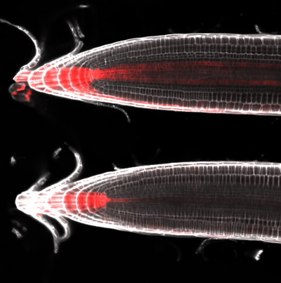 image of asymmetric distribution of auxin activities