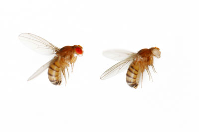 image of fruit flies
