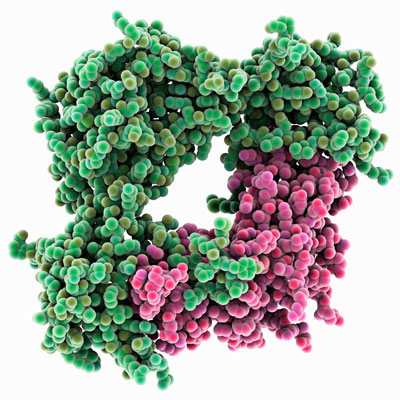 image of a bone morphogenetic protein in complex with the secreted antagonist Noggin