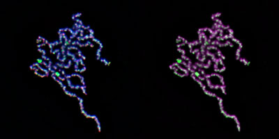 image of mitotic chromatids