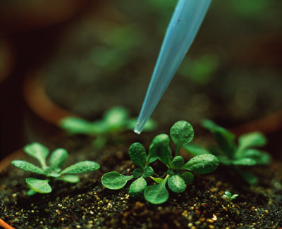 image of  Arabidopsis thaliana