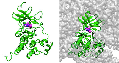 images of simulations of the enzyme c-Src kinase  with inhibitor PP1 