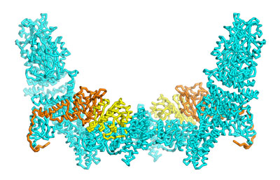 image of the DOCK5–ELMO1–Rac1 complex