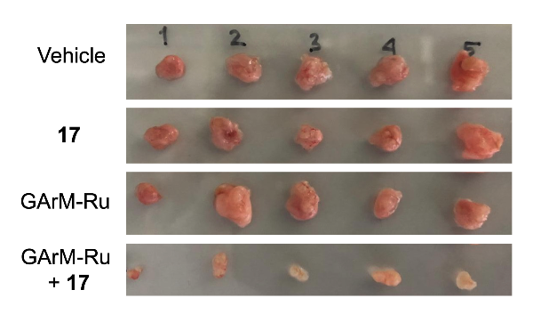 Image comparing tumor growth inhibition