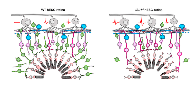 Schematic depicting the experiments in this study