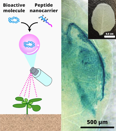 Schematic showing the process of spraying