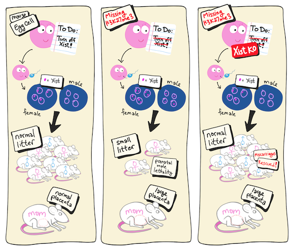 Cartoon explaining experiments on wildtype and knockout mice