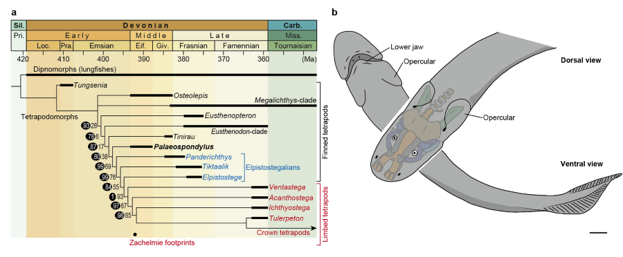 Cladogram of Devonian tetrapodomorphs and cartoon of Palaeospondylus