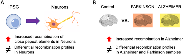 Image explaining experimental approach