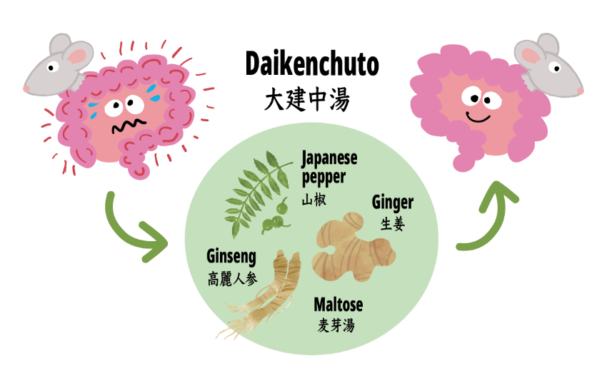 diagram of how daikencho improves colitis in mice