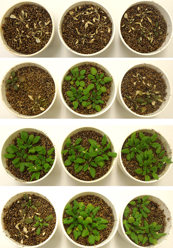 images of plants treated or untreated with ethanol
