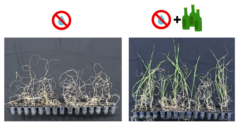 image of plants after two weeks