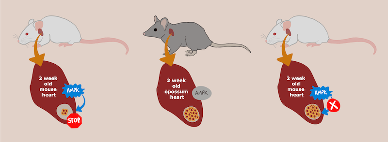 diagram of mouse and opposum heart regeneration