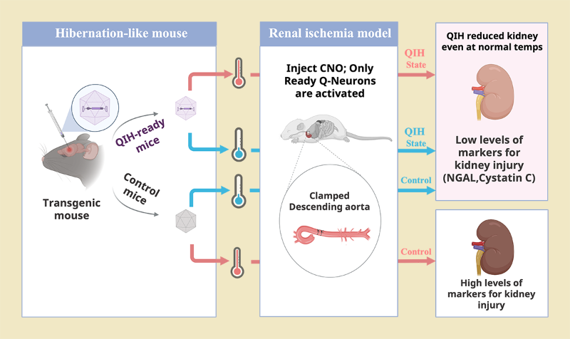 Diagrams showing the summary of this study