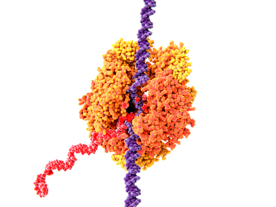 Illustration of RNA polymerase II (orange) in yeast