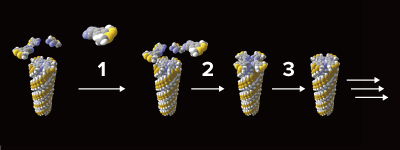 image of growing polymer