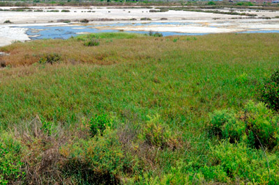 image of rice fields