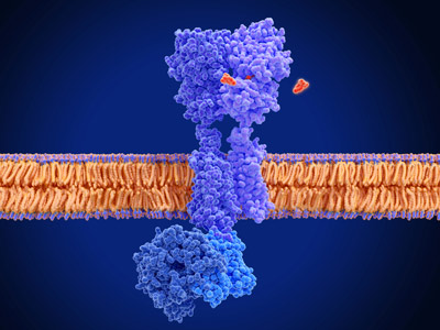 image of G-protein-coupled receptors