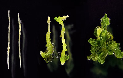 image of Arabidopsis thaliana