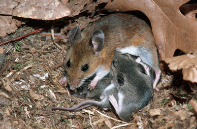 image of mice
