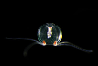 image of Japanese jellyfish Cytaeis uchidae