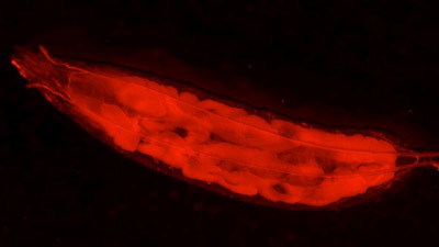 image of red fly larvae