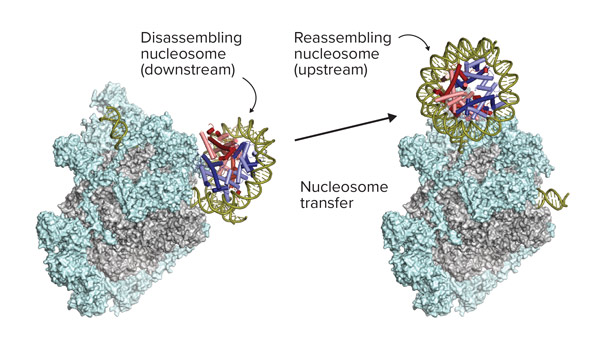 image of RNA polymerase II in complex with elongation factors 