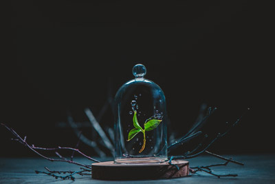 image of a plant in the glass