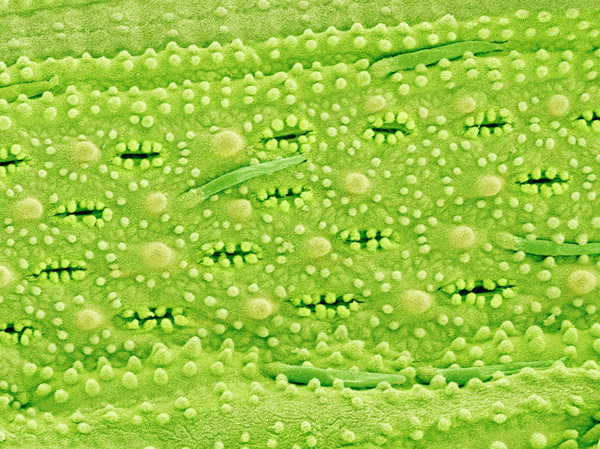 image of plant stomata