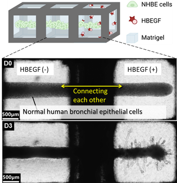 Schematic showing how to control the position of organoids