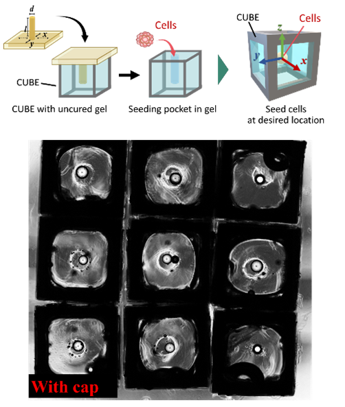 Schematic showing the cell seeding control