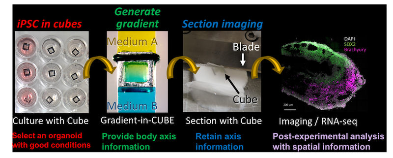 Diagram showing the process of differentiation, slicing and analysis of organoids